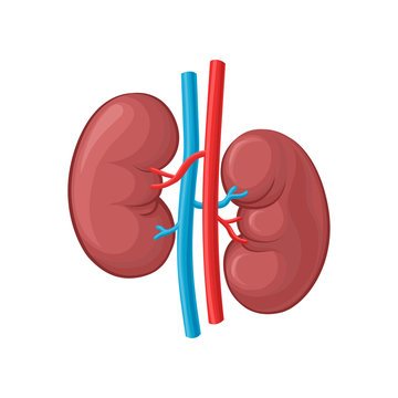 Home kidney