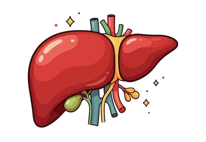 Programs liver