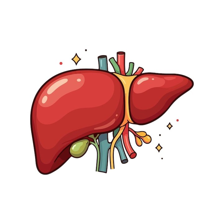 Home liver